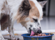 cibi tossici per cani gli alimenti vietati