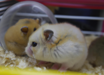 come capire quando un criceto sta morendo