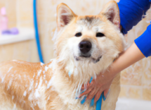 come lavare il cane a casa consigli e trucchetti