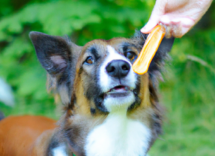 come premiare il proprio cane consigli utili