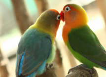 come prendersi cura degli inseparabili lalimentazione