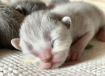 come prendersi cura di un gatto appena nato consigli utili