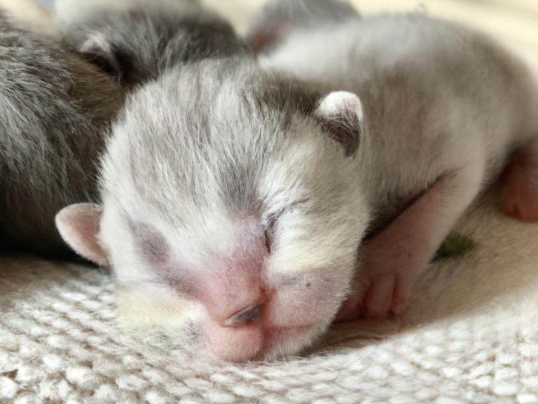 come prendersi cura di un gatto appena nato consigli utili