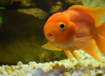 come si riproducono i pesci in acquario