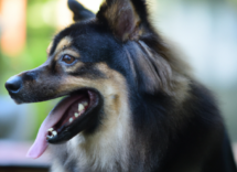 cosa devi sapere prima di adottare un cane