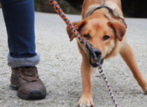 cosa fare se il cane tira al guinzaglio