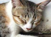 gatto in calore come capirlo e quanto dura