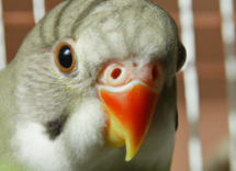 perche gli uccelli cantano