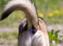 perche i cani muovono la coda