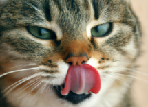 perche i gatti hanno la lingua ruvida