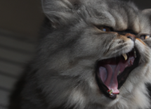 perche il gatto miagola di notte cause e rimedi