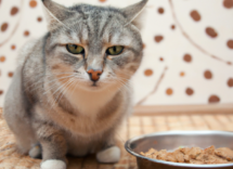 perche il gatto non mangia