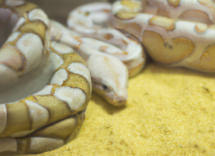 quali sono i serpenti che si possono tenere in casa