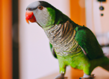 quanto vivono i pappagalli domestici consigli utili