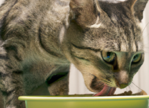 alimentazione cosa mangia un gatto con il diabete