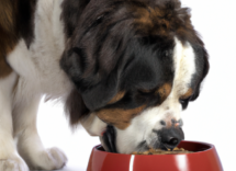 alimentazione cozze dalle labbra verdi per cani le proprieta