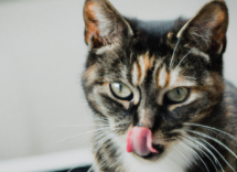 alito cattivo gatto che fare i rimedi naturali