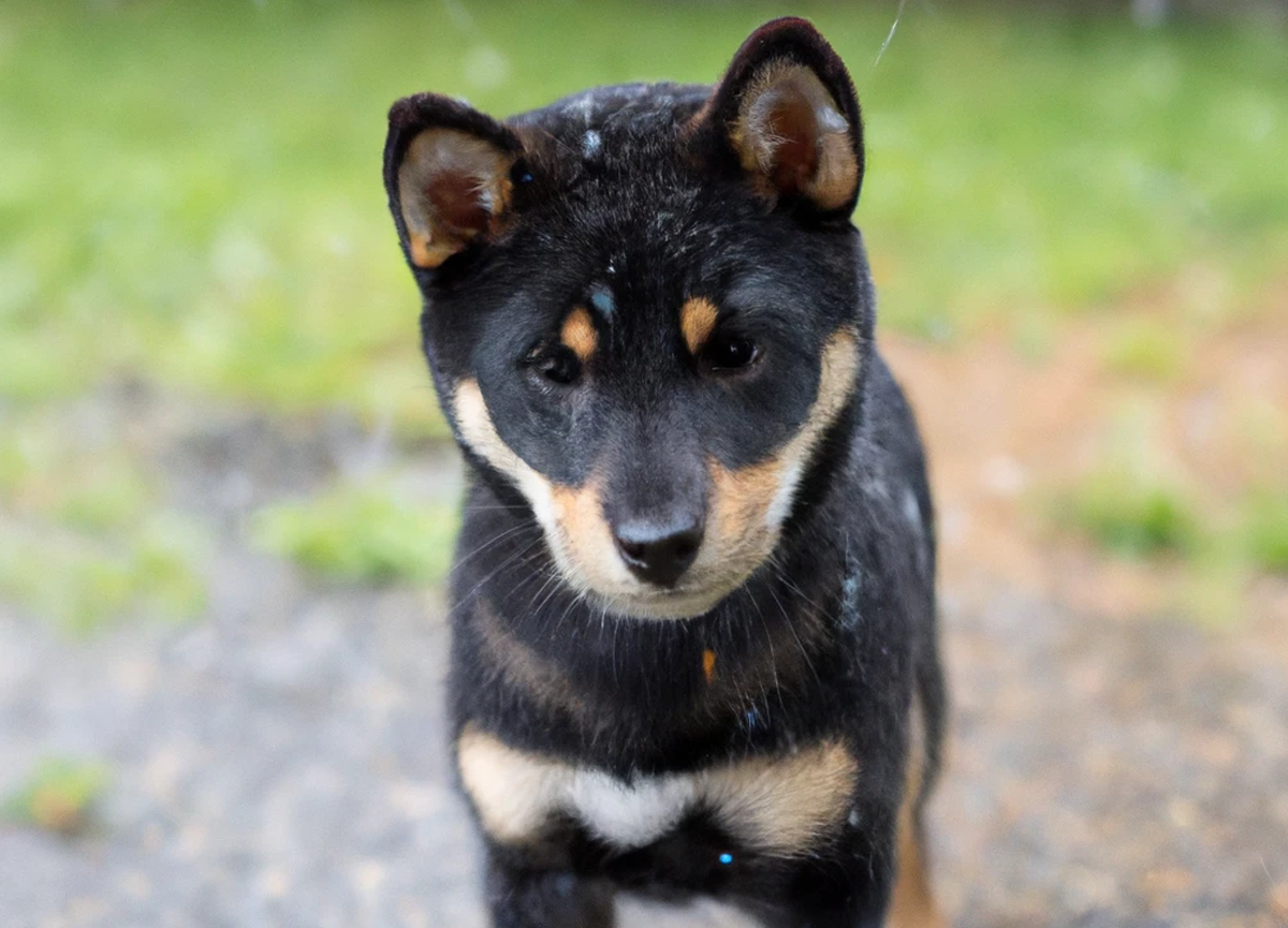 cancro nei cani diagnosi e trattamento