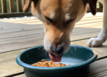 cibo umido per cani i benefici