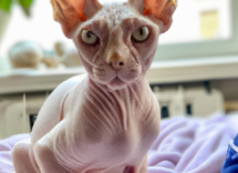 cibo umido per gatti i benefici