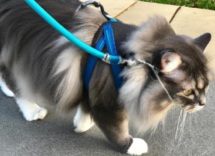 come abituare il gatto al guinzaglio