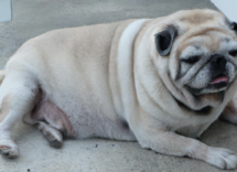 come aiutare un cane obeso a perdere peso