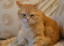 come capire se il gatto e diabetico sintomi e cause