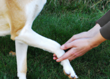 come insegnare al tuo cane a dare la zampa 1