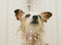 come lavare un cane che ha paura dellacqua