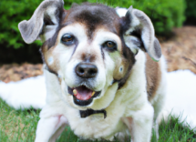 come prendersi cura di un cane anziano bisogni e necessita