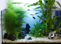 come progettare il tuo acquario domestico idee e consigli