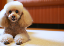 come rendere il pelo del cane lucido e morbido