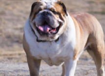 come sudano i cani 5 curiosita