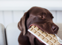 cosa fare se il cane mangia il cioccolato
