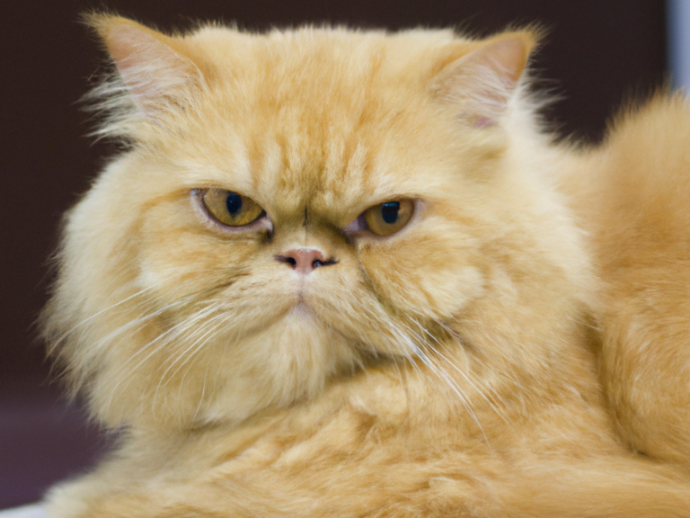 dieci cose che i gatti odiano di piu degli esseri umani