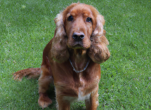 dieta barf per cani cose come funziona