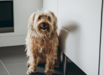 dieta barf per cani vantaggi e benefici