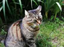 dieta barf per gatti cose come funziona