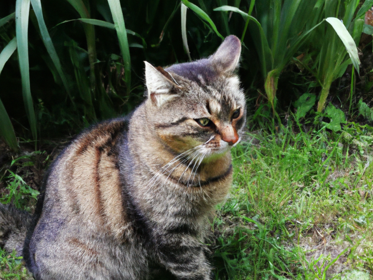 dieta barf per gatti cose come funziona