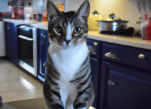 dieta barf per gatti vantaggi e benefici