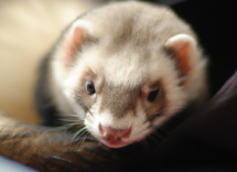 furetto come animale domestico pro e contro