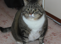 gatto in sovrappeso cause e conseguenze