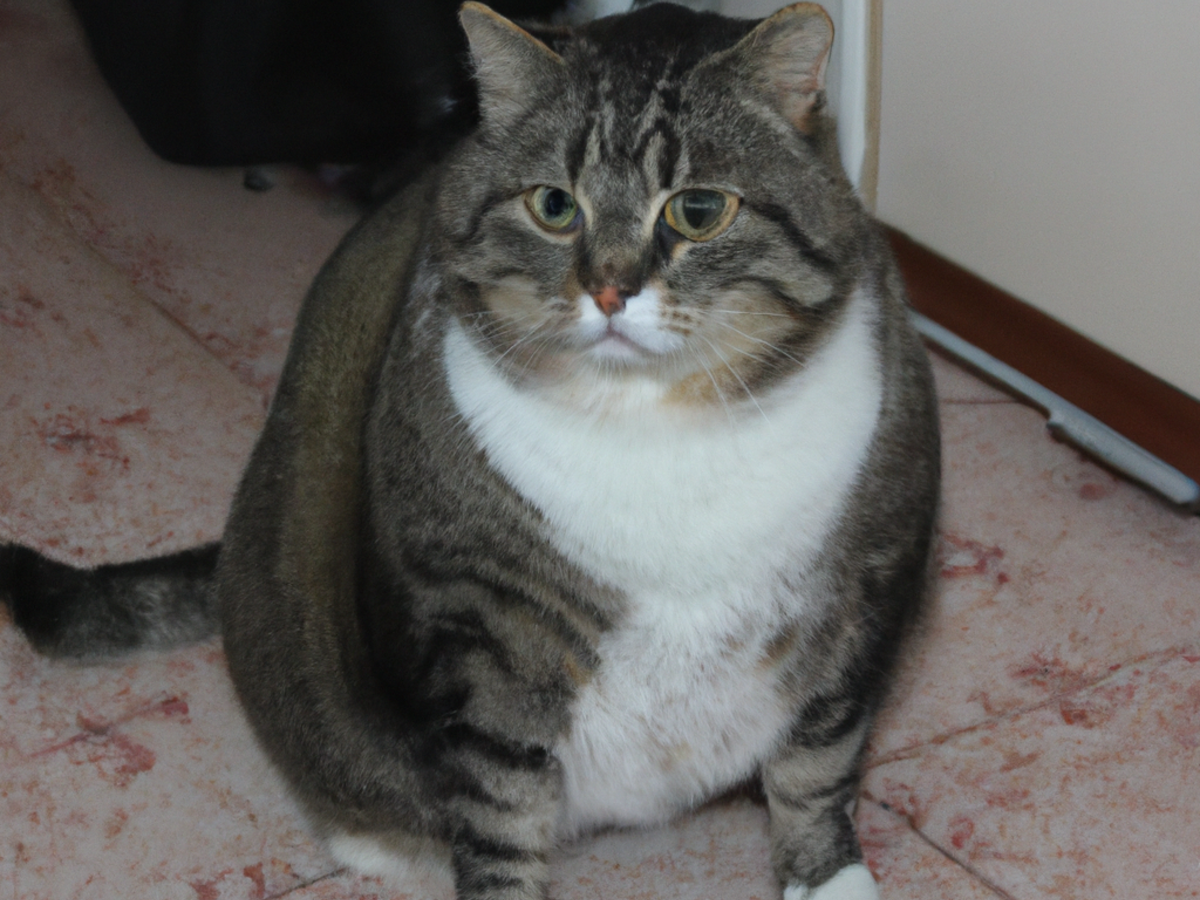 gatto in sovrappeso cause e conseguenze
