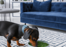 i benefici dellalga spirulina per cani cosa bisogna sapere