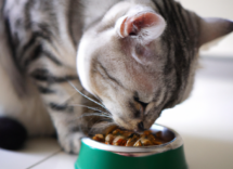 i benefici dellalga spirulina per gatti cosa bisogna sapere