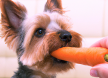 i cani possono mangiare frutta e verdura consigli e menu