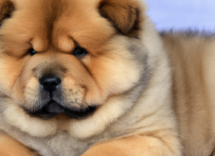 nomi originali per cani maschi 1