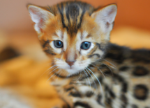 nomi originali per gatti maschi