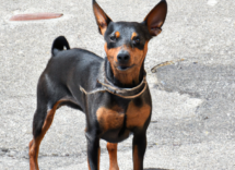 omega 3 per cani le controindicazioni