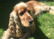 omega 6 per cani a cosa serve benefici e consigli